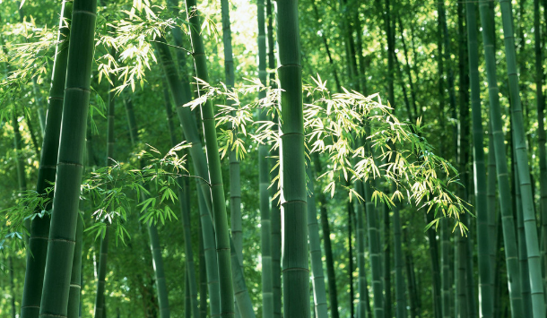 竹林 竹林